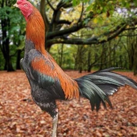 

TELUR AYAM PAKHOY WHITE KING VERTIL SIAP DI TETASKAN JAMINAN SUPER OIGINAL BERGARANSI ORI