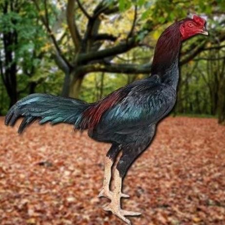 

TELUR AYAM PAKHOY VERTIL SIAP DI TETASKAN JAMINAN SUPER OIGINAL BERGARANSI