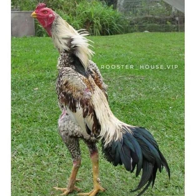 

TELUR AYAM SHAMO EROPA ORI BISA UNTUK DI TETASKAN VERTIL SUPER GARANSI