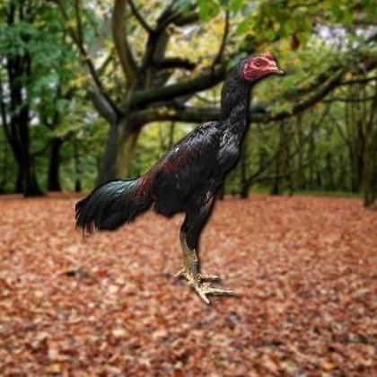 

TELUR AYAM PAKHOY JUMBO VERTIL SIAP DI TETASKAN JAMINAN SUPER OIGINAL BERGARANSI VALID