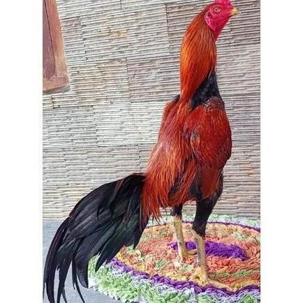 

TELUR VERTIL AYAM BANGKOK F1 ASLI THAILAND ORINAL SUPER