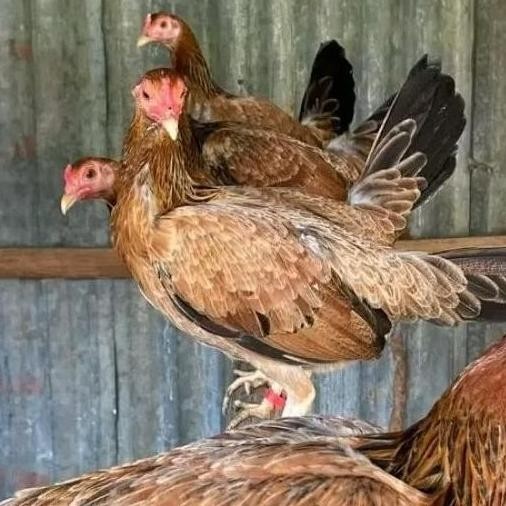 

TELUR AYAM PHILIPIN ASLI AK47 BISA UNTUK DI TETASKAN VERTIL