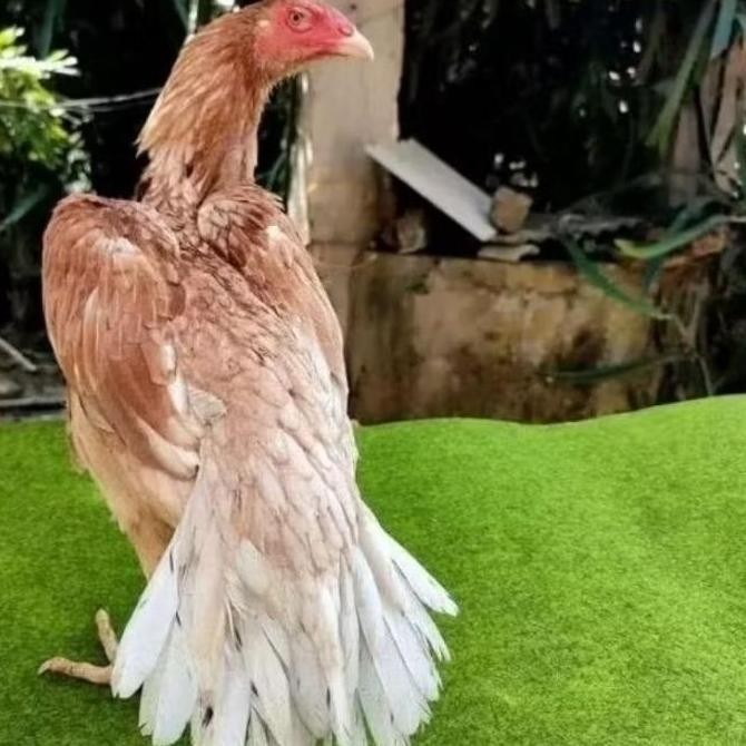 

TELUR AYAM EKOR LIDI ORIGINAL BISA UNTUK DI TETASKAN VERTIL