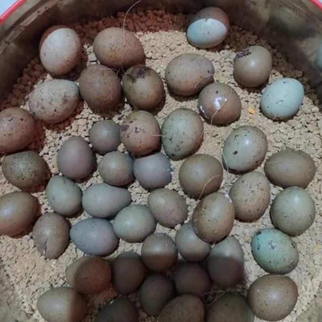 

TELUR VERTIL BURUNG PUYUH HIAS SIAP TETAS HASIL TERNAK KUALITAS