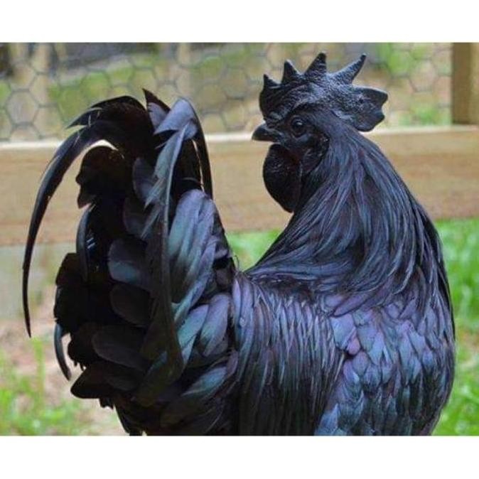 

3 TELUR VERTIL AYAM CEMANI SORTIRAN