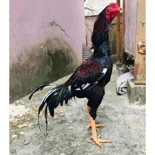 

TELUR AYAM SHAMO TARUNG VERTIL ORIGINAL RESMI