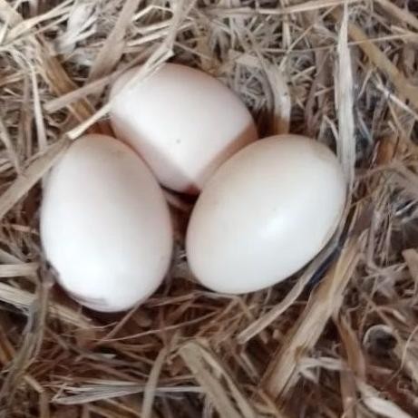 

TELUR AYAM PAKHOY ORI THAILAND VERTIL SIAP DI TETASKAN JAMINAN SUUPER OIGINAL BERGARANSI