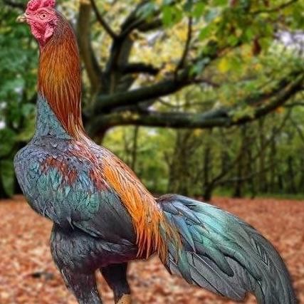 

TELUR AYAM PAKHOY TRAH MANEEDAENG VERTIL SIAP DI TETASKAN JAMINAN SUPER OIGINAL BERGARANSI