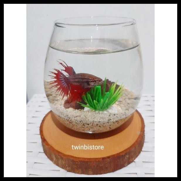 AQUARIUM MINI IKAN CUPANG / TANK BETTAFISH AQUASCAPE / AKUARIUM KACA BULAT AESTHETIC / HIASAN MEJA K