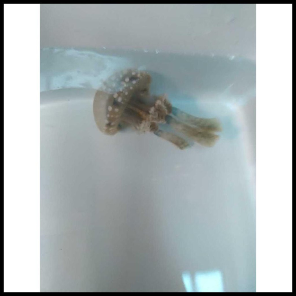 

UBUR UBUR BINTIK - SPOTTED JELLY FISH