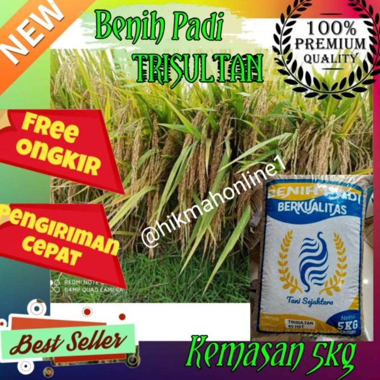 BENIH BIBIT PADI TRISULTAN TRI SULTAN UNGGUL KEMASAN 5KG