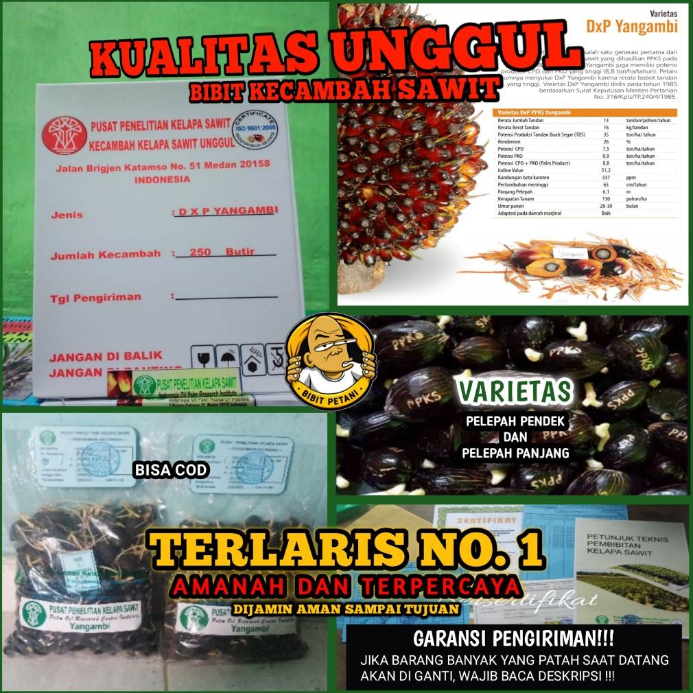 BENIH POLONG KECAMBAH BIBIT SAWIT DXP PPKS YANGAMBI UNGGUL BERSERTIFIKAT ORIGINAL ASLI PELEPAH PANJA