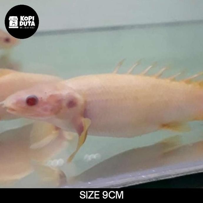 

IKAN PALMAS SHORT BODY I SB