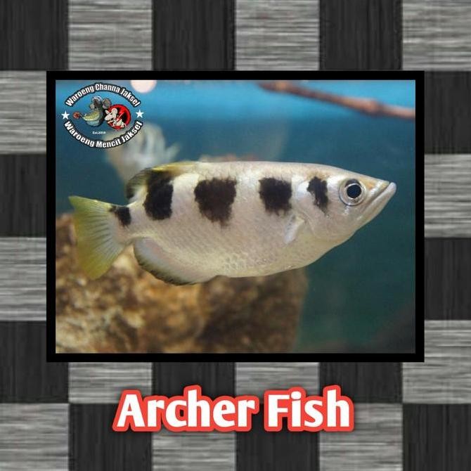 

IKAN ARCHER AIR TAWAR / IKAN SUMPIT / IKAN PEMANA