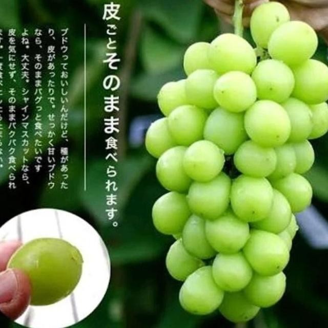 

baru Bibit Anggur import shine muscat japan