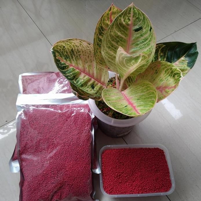 baru Pupuk Slow Release Osmocote merah 14-14-14 aglonema bonsai phillo 1kg