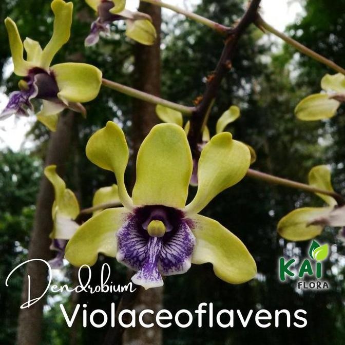 baru Dendrobium Violaceoflavens | Anggrek Besi Papua