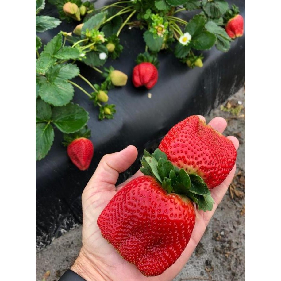 

baru 10 pohon tanaman strawberry korea buah besar manis tanaman hias hidup