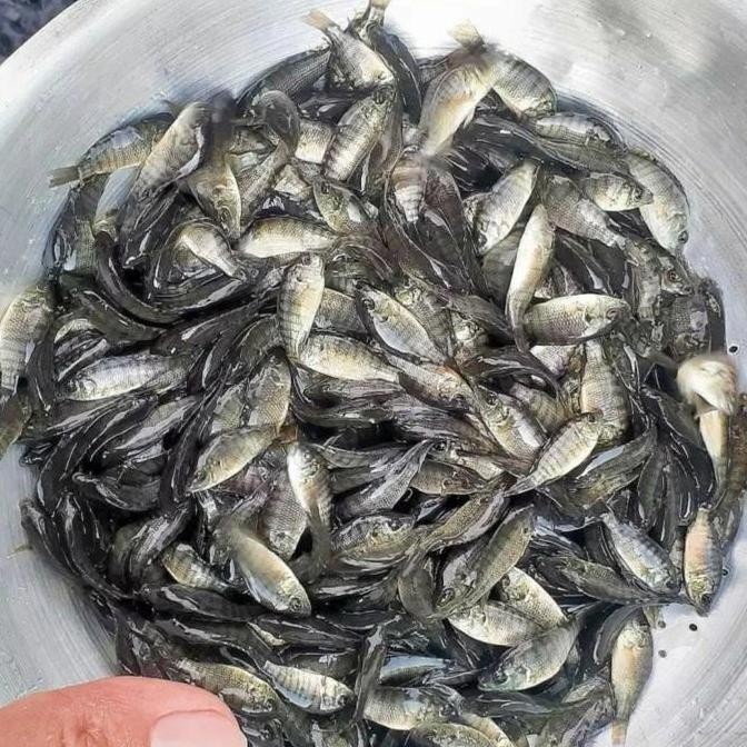 BIBIT MUJAER 1 LITER