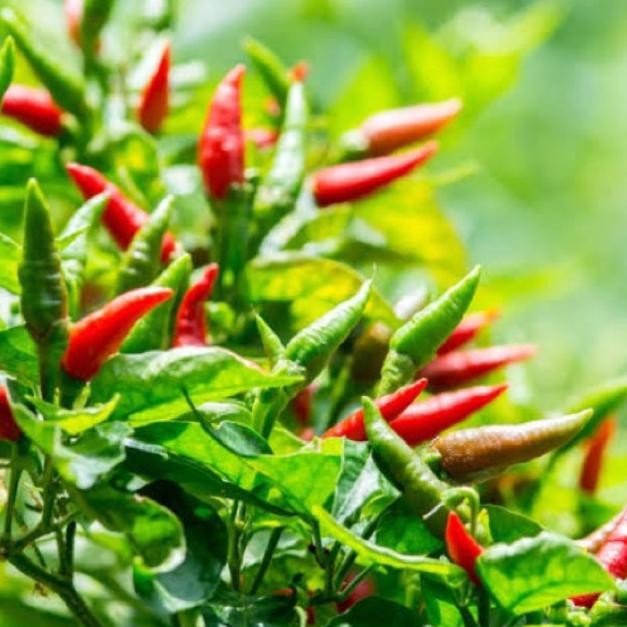 Bisa Cod Kak Pupuk Organik Cabe Booster Pelebat Cabai Serbuk Terbaik Agar Cepat Berbuah Lebat Dan Be