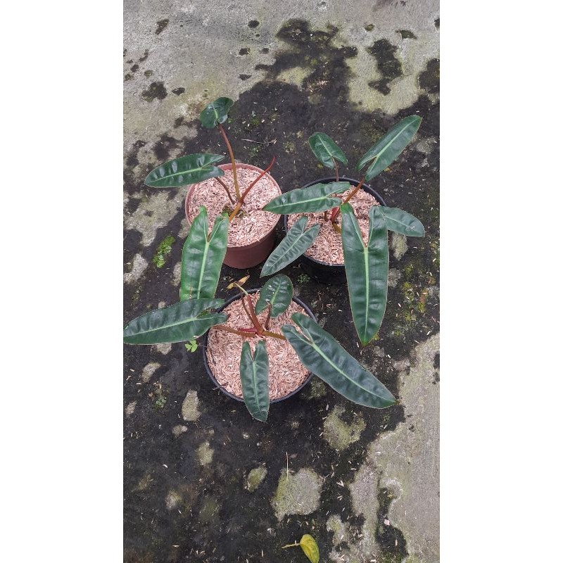 Philodendron billitiae