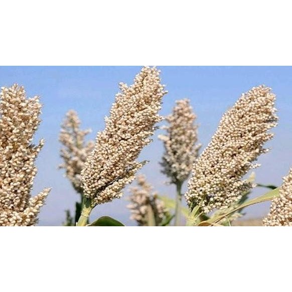 fresh ( 1 Kg ) Benih Sorgum Putih | Batang Manis murah