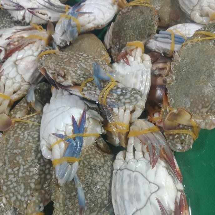 

fresh Kepiting Rajungan Segar murah