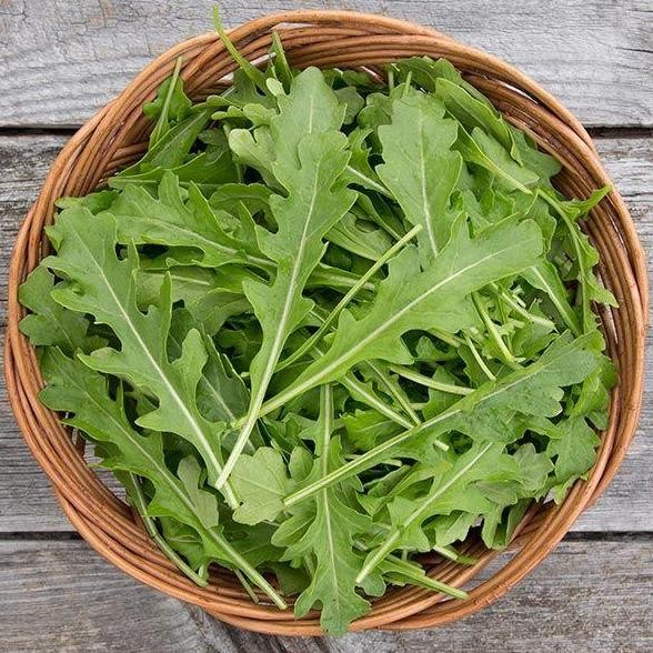 fresh Benih Arugula Known you seed Orginal pack murah