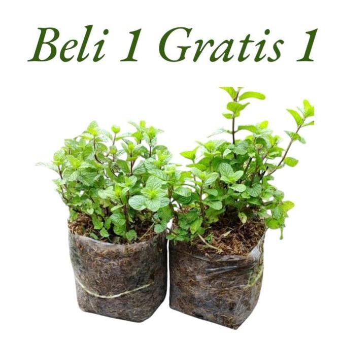 fresh Tanaman Hias Daun Mint | Tanaman Daun Mint murah