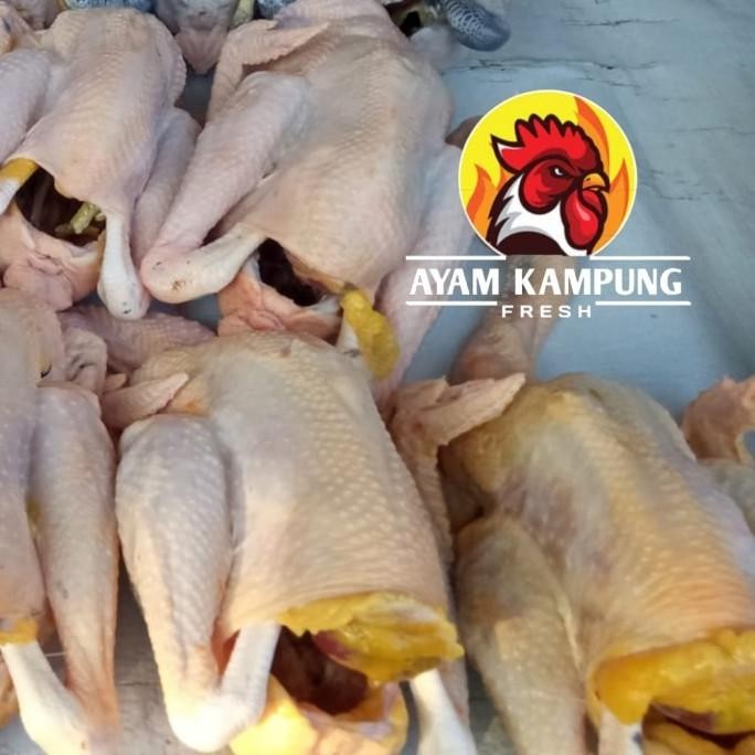 

(Expert) Ayam Kampung Fresh ukuran 1 kg