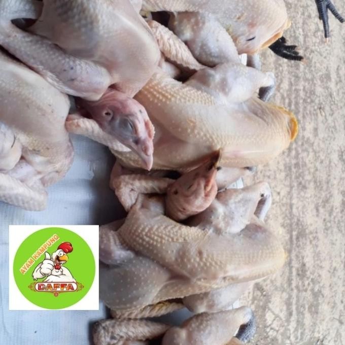 

(Expert) Ayam Kampung Fresh Medium( super)850 gr - 950 gr