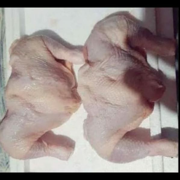 

(Expert) paha ayam fresh 1 kg
