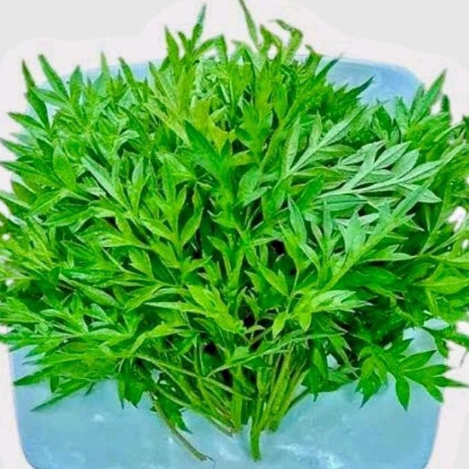 

Sayur Daun Kenikir Sayur Segar Ibaza fruitsBOX Kenikir Segar Panenan Terbaru Bisa untuk Bahan Herbal ( ini adalah sayuran segar BUKAN BENIH )