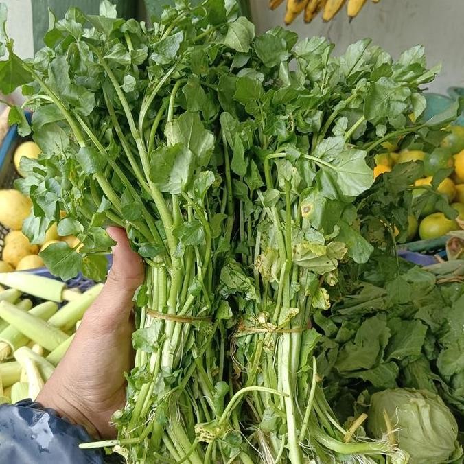 

Sayur Selada Air Segar 1 Ikat