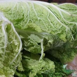 

Sawi Putih Per Pcs Sawi Segar Sayur Segar Cikarang