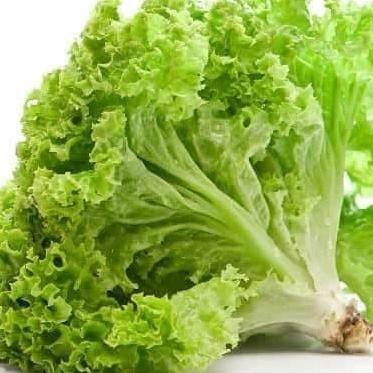 

Jual sayur Daun selada keriting segar pack 500 gr