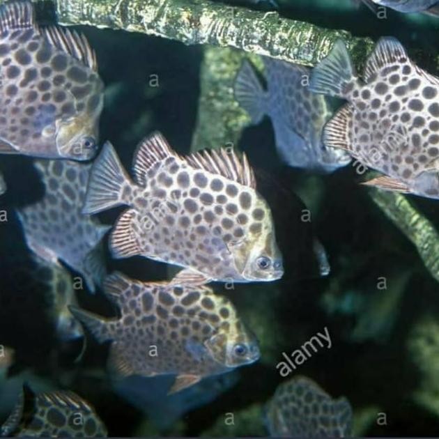 

IKAN KIPER KETANG AIR TAWAR