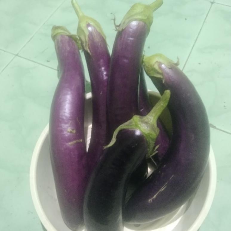 

(1kg) terong ungu super segar.