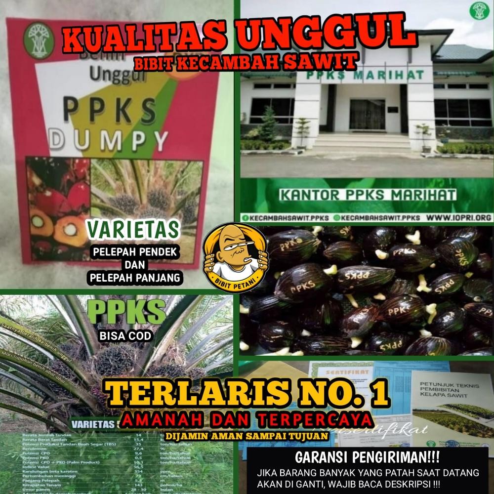 BENIH POLONG KECAMBAH BIBIT SAWIT DXP PPKS DUMPY UNGGUL BERSERTIFIKAT ORIGINAL ASLI PELEPAH PANJANG 