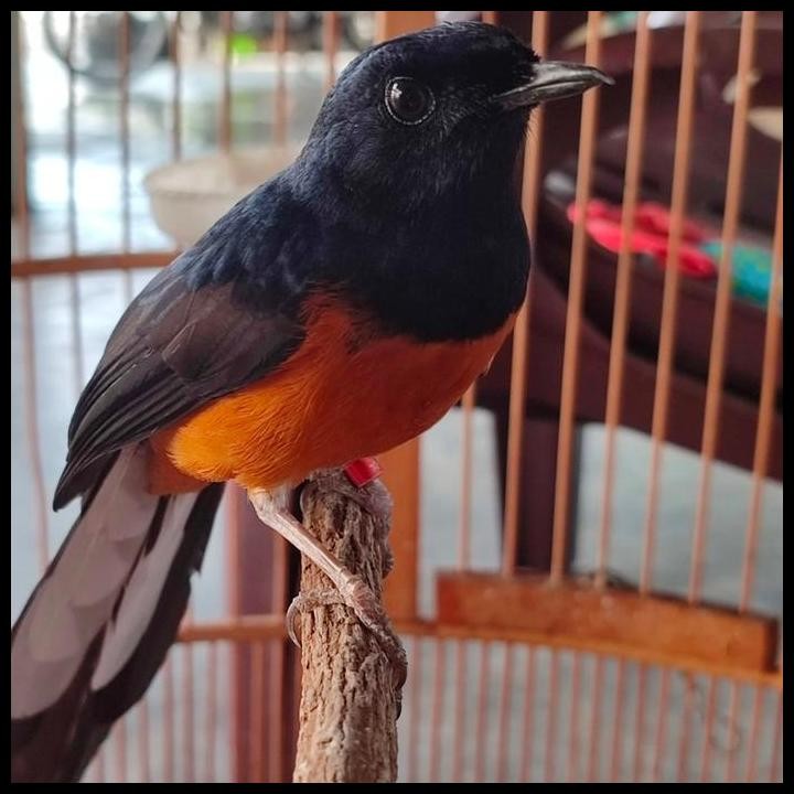 Terlaris Murai Batu Medan Bahorok Asli Good Quality