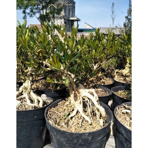 Termurah Tanaman Bonsai Mini Boxsus / Boksus Pohon Kecil Tua Do86