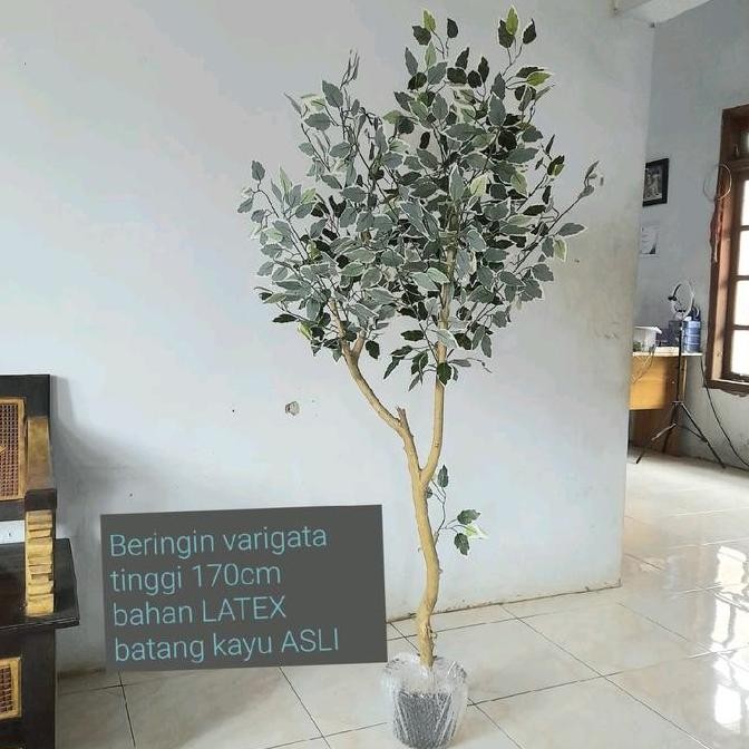 (Allthebest) Pohon Beringin Varigata Artificial Aesthetic Natural Design LATEX dengan Tinggi 170cm d