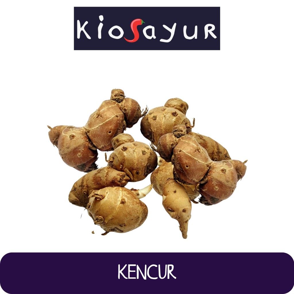 

Kencur / Cikur Segar Kiosayur