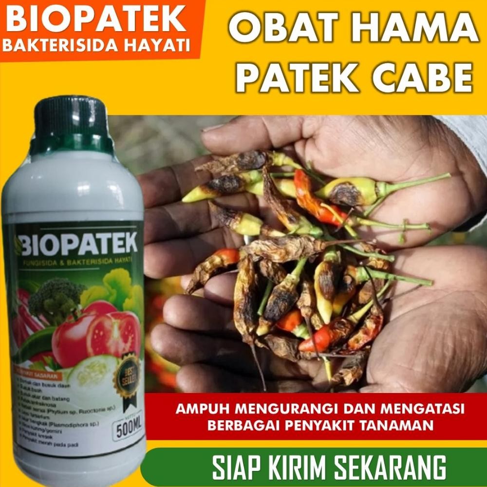 OBAT HAMA Patek Cabe Alami > OBAT Patek Cabe Ampuh > OBAT Patek Cabe Organik - NOPATEK ASLI