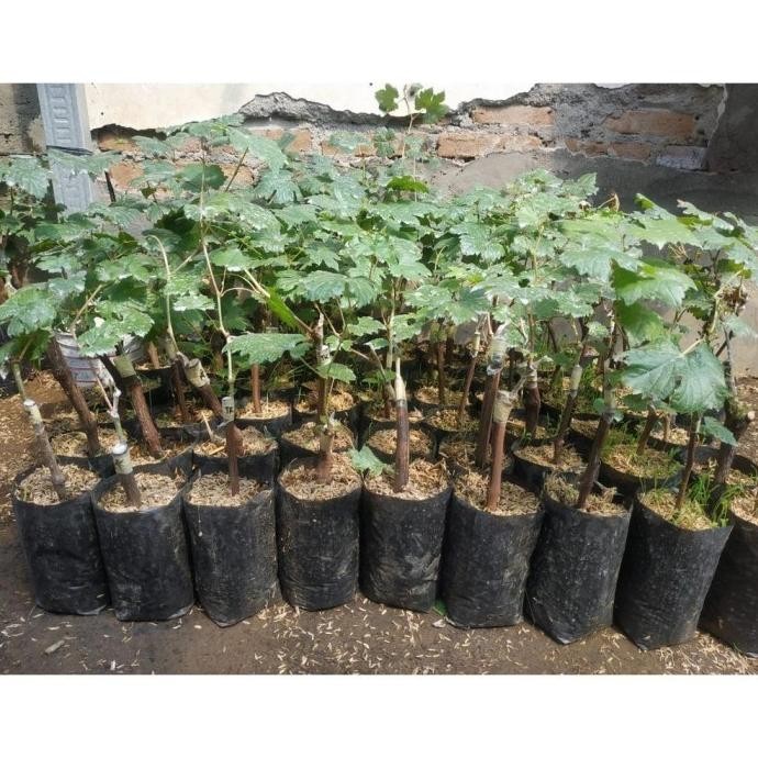 Bibit Tanaman Buah Anggur Import Jenis Jupiter Super Unggulan dan Siap SUPER