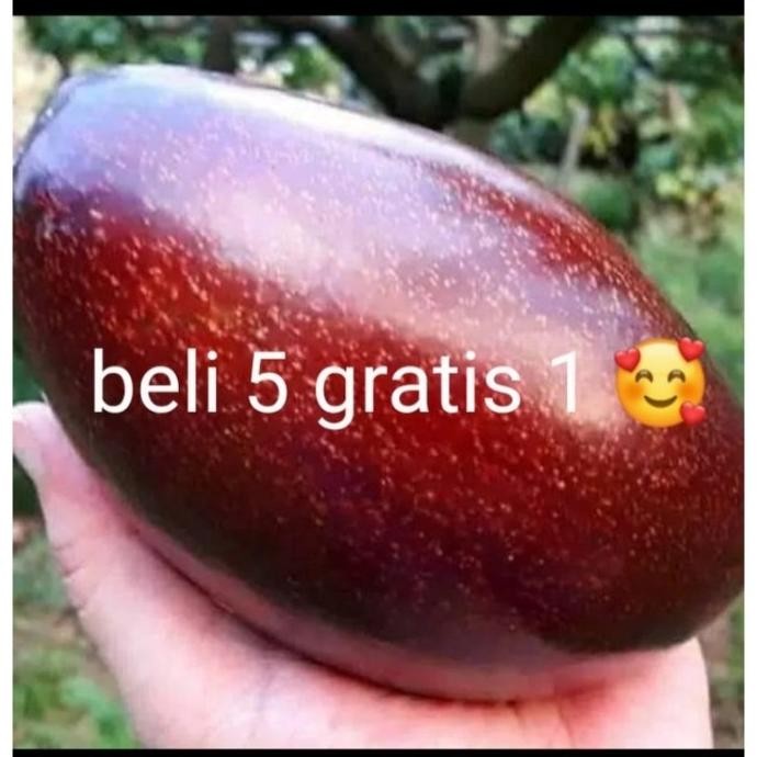 alpukat red Vietnam / bibit alpukat red vietnam The best AMMF SUPER