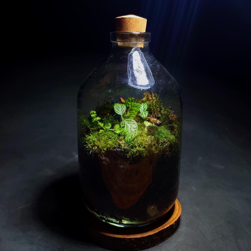 Termurah Terarium Botol Kit | Terrarium Kit Bottle 100 - 500 Ml | Hiasan Kamar Aesthetic Fg-87