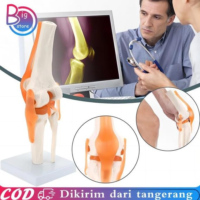 

TERBARU - Human Knee Joint Model Flexible Torso Sendi Lutut Manusia Model Anatomi Sendi Lutut Manusia Medical Learning