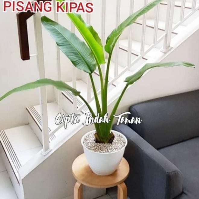 Tanaman hias pisang kipas | bibit pisang kipas | pisang kipas mini ATV