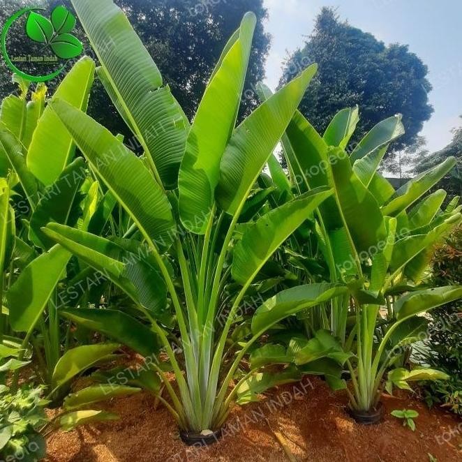 tanaman hias pisang kipas pohon pisang kipas bibit pohon pisang kipas ATV